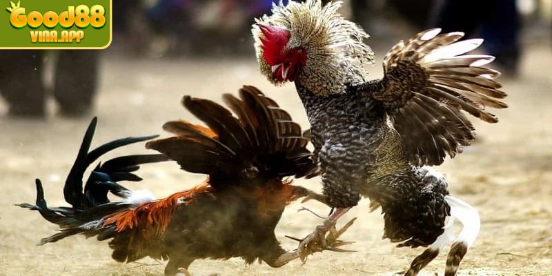 Trong những các lối đá gà chọi thì không thể thiếu được đòn đấm và lối đá dớ