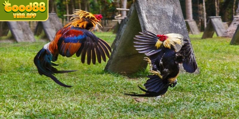 Anh em rèn luyện cho gà thói quen sinh hoạt đúng giờ